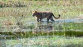 Lioness walking through flood, beautiful scenery, Okavango Delta, Botswana. Wildlife Royalty Free Stock Photo