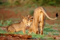 Lioness walking with her playful cub Royalty Free Stock Photo