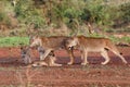 Lioness walking with her playful cub Royalty Free Stock Photo