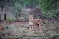 Lioness walking with her playful cubs in Zimanga Royalty Free Stock Photo