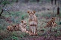 Lioness walking with her playful cubs in Zimanga Royalty Free Stock Photo