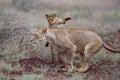 Lioness walking with her playful cubs in Zimanga Royalty Free Stock Photo