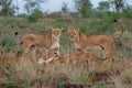 Lioness walking with her playful cubs in Zimanga Royalty Free Stock Photo