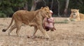 Lioness walking with meat