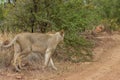 Lioness walking out of the bush onto a dirt road Royalty Free Stock Photo