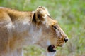 Lioness walking on the plains of Serengeti National Park Tanzania