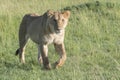 Lioness walking on savannah looking at camera Royalty Free Stock Photo