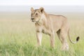 Lioness walking on savannah looking in distance Royalty Free Stock Photo