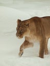 Lioness walking in snow