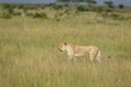 Lioness walking in tall grass at Masai Mara Game Reserve,Kenya Royalty Free Stock Photo