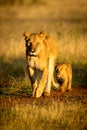 Lioness walks along gravel track with cub