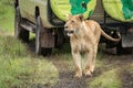 Lioness walks along muddy track past jeep