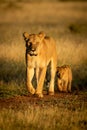 Lioness walks on dirt track with cub