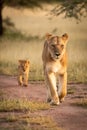Lioness walks down sandy track with cub