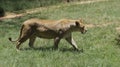 A lioness walks on the grass Royalty Free Stock Photo