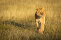 Lioness walks through grass with head up