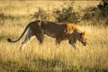 Lioness walks through grass keeping head low