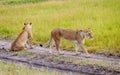 Lioness walks in the grass in Kenya, Africa