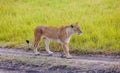 Lioness walks in the grass in Kenya, Africa