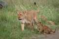 Lioness walks through grass beside three others
