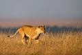 Lioness walks in long grass on horizon