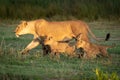 Lioness walks over grass with two cubs