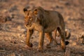 Lioness walks over rocky ground with catchlight