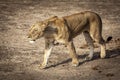 lioness walks the savannah