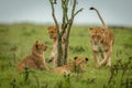 Lioness walks towards three cubs around bush