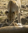 Lioness washing her lion cub very nice photo of the fauna of the African savannah