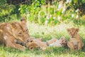 Lioness are washing her newborn cub, brother and sister are playing in the grass. Royalty Free Stock Photo