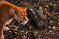 Lioness watchfully looks ahead against the background of autumn foliage in the zoo of Kaliningrad, soft focus