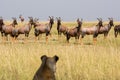 Lioness Watching Topi Antelope Herd Royalty Free Stock Photo