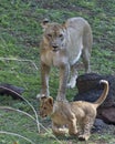 Lion cub & lioness