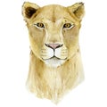 Lioness. Watercolor animal africa wildlife on isoleted white background. Exotic illustration for poster