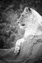 Lioness in white with lying on a rock. Relaxed predator. Animal photo of big cat Royalty Free Stock Photo