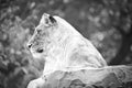 Lioness in white with lying on a rock. Relaxed predator. Animal photo of big cat Royalty Free Stock Photo