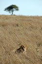 Lioness in the wild Royalty Free Stock Photo