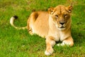 Lioness Wild Cat Laid Down