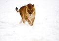 Lioness Wild Cat In The Snow