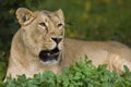 Lioness in the Xakanaxa region of the Okavango Delta in Botswana Royalty Free Stock Photo