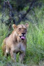 Lioness Yawn Royalty Free Stock Photo