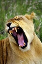 Lioness yawn Royalty Free Stock Photo