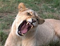 Lioness Yawn Royalty Free Stock Photo