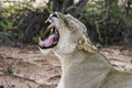 Lioness yawn with teeth Royalty Free Stock Photo