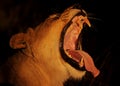 Lioness yawn Royalty Free Stock Photo