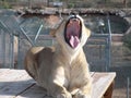 Lioness yawning AZ Big Cat Sanctuary Royalty Free Stock Photo