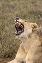 Yawning Lioness