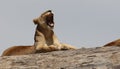 Lioness yawning on kopjes in Serengeti