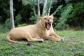 Lioness yawning looks like growl Royalty Free Stock Photo